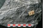 Foto (Detailansicht) von Sigillaria elongata Brongniart (NHMW-GEO-2024-0188-11073)